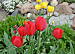 Fot. megi65, Tulipanowo ))
