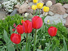 Fot. megi65, Tulipanowo ))