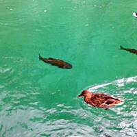 Jesienna Chorwacja :)