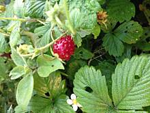 Fot. mariolan76, Jesień w ogrodzie 