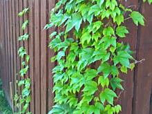 Fot. pwyso, ogrodowo ... cz.3