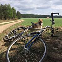 Pan Morelka lubi kłusować za rowerem - tu podczas krótkiego odpoczynku 9-kilometrowej majowej wycieczki po Kaszubach.