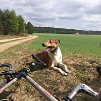 Pan Morelka lubi kłusować za rowerem - tu podczas krótkiego odpoczynku 9-kilometrowej majowej wycieczki po Kaszubach.