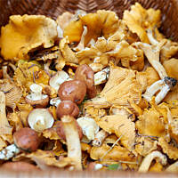 Krem z kurek z tymiankiem