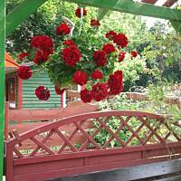 Stołeczne Książece Miasto Płock 