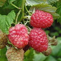 W malinowym chruśniaku i nie tylko....