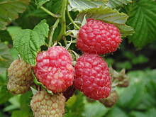 Fot. megi65, W malinowym chruśniaku i nie tylko....