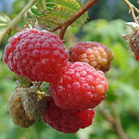 W malinowym chruśniaku i nie tylko....