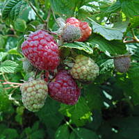 W malinowym chruśniaku i nie tylko....