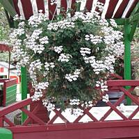 Stołeczne Książece Miasto Płock 