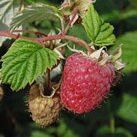 W malinowym chruśniaku i nie tylko....