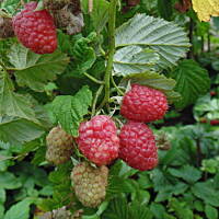 W malinowym chruśniaku i nie tylko....