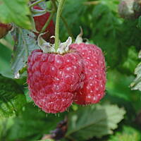 W malinowym chruśniaku i nie tylko....