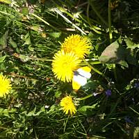 Kwiaty ogrodowe i polne :)