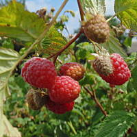W malinowym chruśniaku i nie tylko....