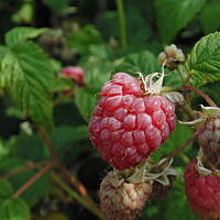 W malinowym chruśniaku i nie tylko....