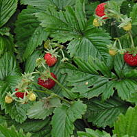 W malinowym chruśniaku i nie tylko....