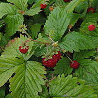 W malinowym chruśniaku i nie tylko....