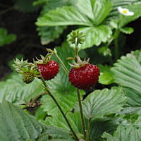 W malinowym chruśniaku i nie tylko....