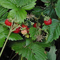 W malinowym chruśniaku i nie tylko....