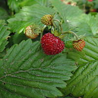 W malinowym chruśniaku i nie tylko....