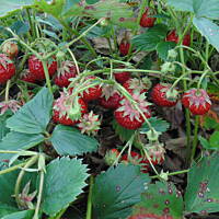 W malinowym chruśniaku i nie tylko....