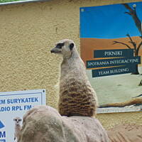 Stołeczne Książece Miasto Płock 
