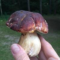 Moje grzybowe wyprawy 2016 