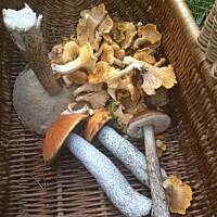 Moje grzybowe wyprawy 2016 