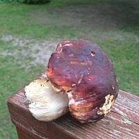 Moje grzybowe wyprawy 2016 