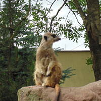 Stołeczne Książece Miasto Płock 