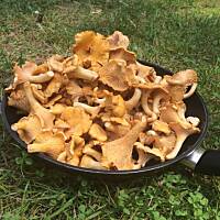 Moje grzybowe wyprawy 2016 