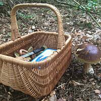 Moje grzybowe wyprawy 2016 