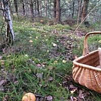 Moje grzybowe wyprawy 2016 