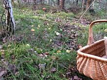 Fot. Wkn, Moje grzybowe wyprawy 2016 