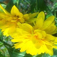 Kwiaty ogrodowe i polne :)