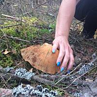 Moje grzybowe wyprawy 2016 