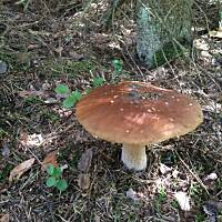 Moje grzybowe wyprawy 2016 