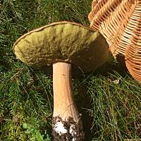 Moje grzybowe wyprawy 2016 