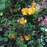 Moje grzybowe wyprawy 2016 