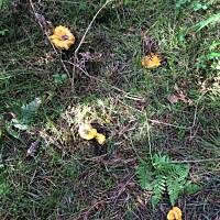 Moje grzybowe wyprawy 2016 