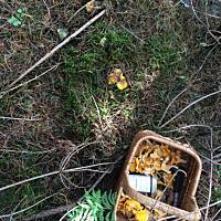 Moje grzybowe wyprawy 2016 