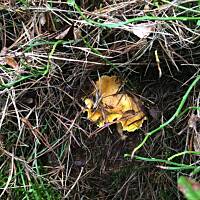 Moje grzybowe wyprawy 2016 