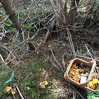 Moje grzybowe wyprawy 2016 