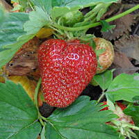 W malinowym chruśniaku i nie tylko....