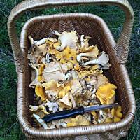 Moje grzybowe wyprawy 2016 