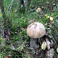 Moje grzybowe wyprawy 2016 