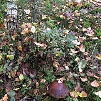 Moje grzybowe wyprawy 2016 