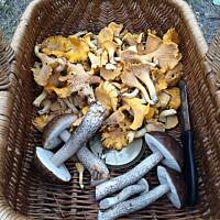 Moje grzybowe wyprawy 2016 