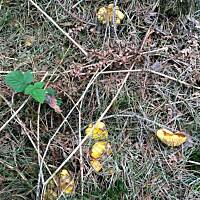 Moje grzybowe wyprawy 2016 